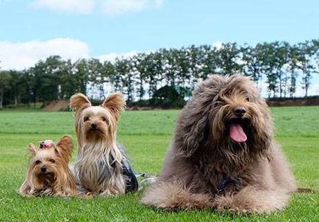 ペットのきもち