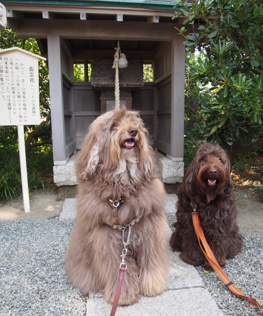 犬とお出かけ 逗子 葉山 ペットのきもち